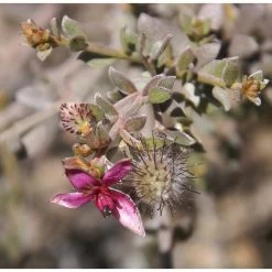 4x Weleda Tandpasta Ratanhia -Gezondheid Verkoop 133059 3