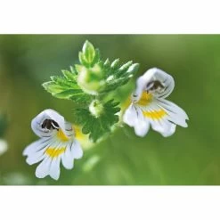 Weleda Oogdruppels Ogentroost Ampullen -Gezondheid Verkoop 761903 4